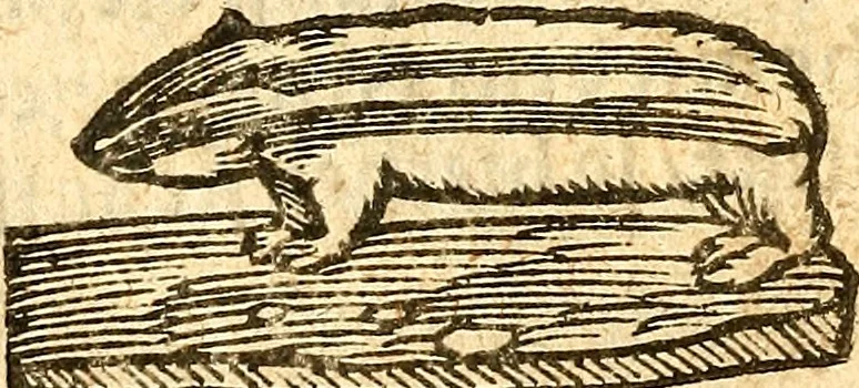 An illustration from Ein newer Albertus Magnus. Von Weybern vnd Geburten der Kinder, sampt jhren Artzneyen. Auch von Tugenden etlicher fürnemer Kreüter, vnd von Krafft der Edlen Gestein. Von art vnd Natur etlicher Thier. Mit sampt einem bewerten Regiment für die Pestilentz. Alles auffs new gebessert, durch Q. Apollinarem, 1602, leaf 61