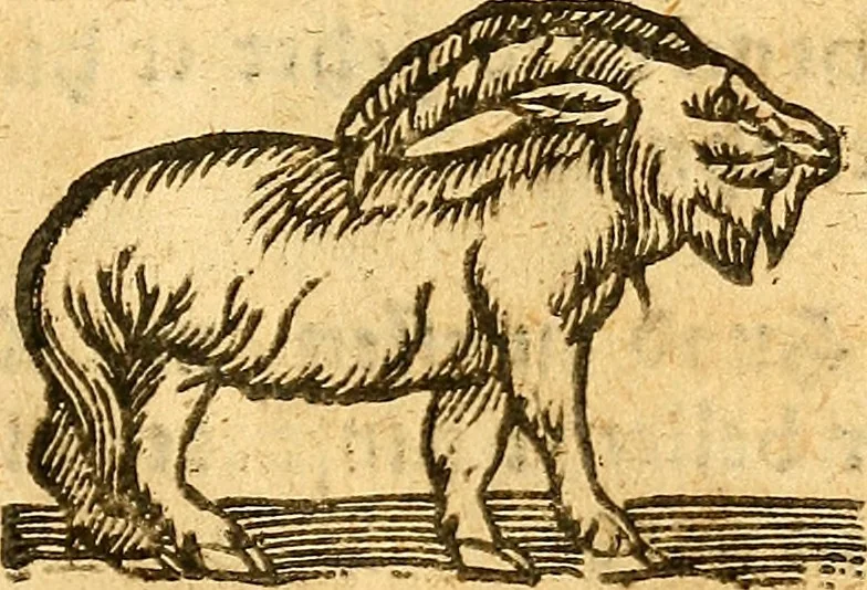 An illustration from Ein newer Albertus Magnus. Von Weybern vnd Geburten der Kinder, sampt jhren Artzneyen. Auch von Tugenden etlicher fürnemer Kreüter, vnd von Krafft der Edlen Gestein. Von art vnd Natur etlicher Thier. Mit sampt einem bewerten Regiment für die Pestilentz. Alles auffs new gebessert, durch Q. Apollinarem, 1602, leaf 62