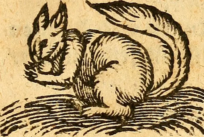 An illustration from Ein newer Albertus Magnus. Von Weybern vnd Geburten der Kinder, sampt jhren Artzneyen. Auch von Tugenden etlicher fürnemer Kreüter, vnd von Krafft der Edlen Gestein. Von art vnd Natur etlicher Thier. Mit sampt einem bewerten Regiment für die Pestilentz. Alles auffs new gebessert, durch Q. Apollinarem, 1602, leaf 66
