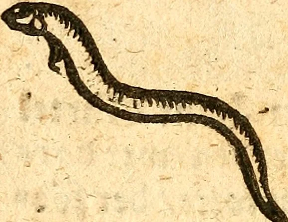 An illustration from Ein newer Albertus Magnus. Von Weybern vnd Geburten der Kinder, sampt jhren Artzneyen. Auch von Tugenden etlicher fürnemer Kreüter, vnd von Krafft der Edlen Gestein. Von art vnd Natur etlicher Thier. Mit sampt einem bewerten Regiment für die Pestilentz. Alles auffs new gebessert, durch Q. Apollinarem, 1602, leaf 67