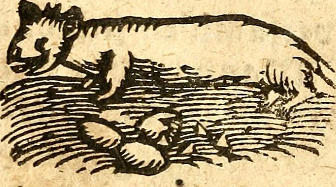 An illustration from Ein newer Albertus Magnus. Von Weybern vnd Geburten der Kinder, sampt jhren Artzneyen. Auch von Tugenden etlicher fürnemer Kreüter, vnd von Krafft der Edlen Gestein. Von art vnd Natur etlicher Thier. Mit sampt einem bewerten Regiment für die Pestilentz. Alles auffs new gebessert, durch Q. Apollinarem, 1602, leaf 67