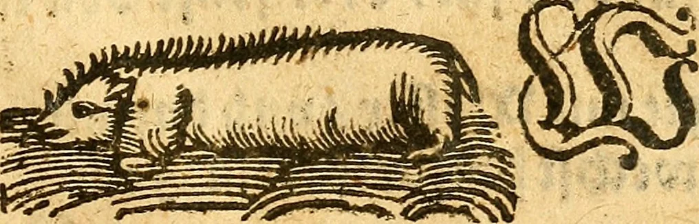 An illustration from Ein newer Albertus Magnus. Von Weybern vnd Geburten der Kinder, sampt jhren Artzneyen. Auch von Tugenden etlicher fürnemer Kreüter, vnd von Krafft der Edlen Gestein. Von art vnd Natur etlicher Thier. Mit sampt einem bewerten Regiment für die Pestilentz. Alles auffs new gebessert, durch Q. Apollinarem, 1602, leaf 68