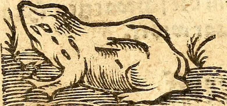 An illustration from Ein newer Albertus Magnus. Von Weybern vnd Geburten der Kinder, sampt jhren Artzneyen. Auch von Tugenden etlicher fürnemer Kreüter, vnd von Krafft der Edlen Gestein. Von art vnd Natur etlicher Thier. Mit sampt einem bewerten Regiment für die Pestilentz. Alles auffs new gebessert, durch Q. Apollinarem, 1602, leaf 69
