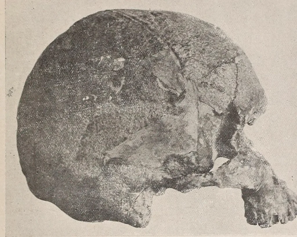 An illustration from El cráneo fósil de Arrecifes : (Provincia de Buenos Aires) : atribuído a la formación pampeana superior, 1907, leaf 11