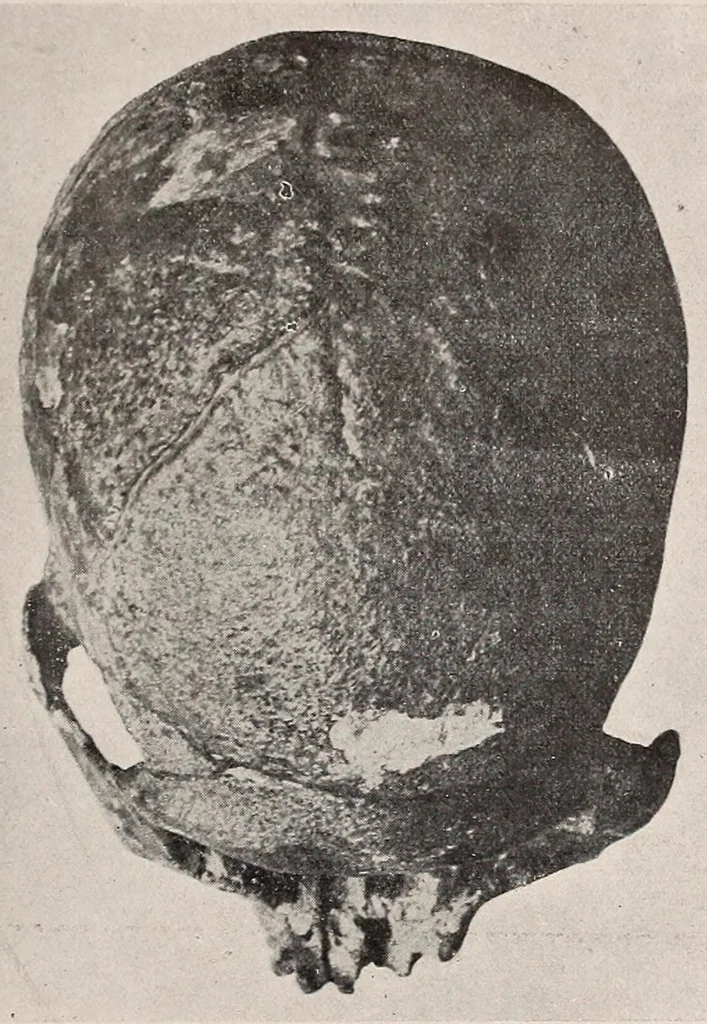 An illustration from El cráneo fósil de Arrecifes : (Provincia de Buenos Aires) : atribuído a la formación pampeana superior, 1907, leaf 15