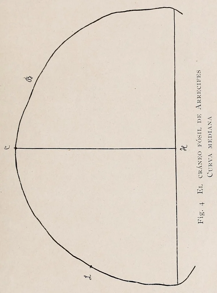 An illustration from El cráneo fósil de Arrecifes : (Provincia de Buenos Aires) : atribuído a la formación pampeana superior, 1907, leaf 31