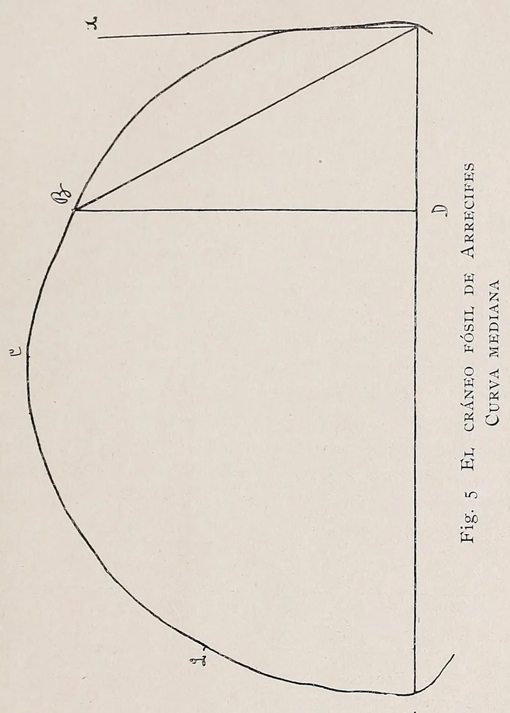 An illustration from El cráneo fósil de Arrecifes : (Provincia de Buenos Aires) : atribuído a la formación pampeana superior, 1907, leaf 39