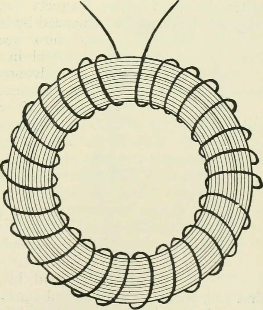 An illustration from Electrical installations of electric light, power, traction and industrial electrical machinery, 1902, leaf 102
