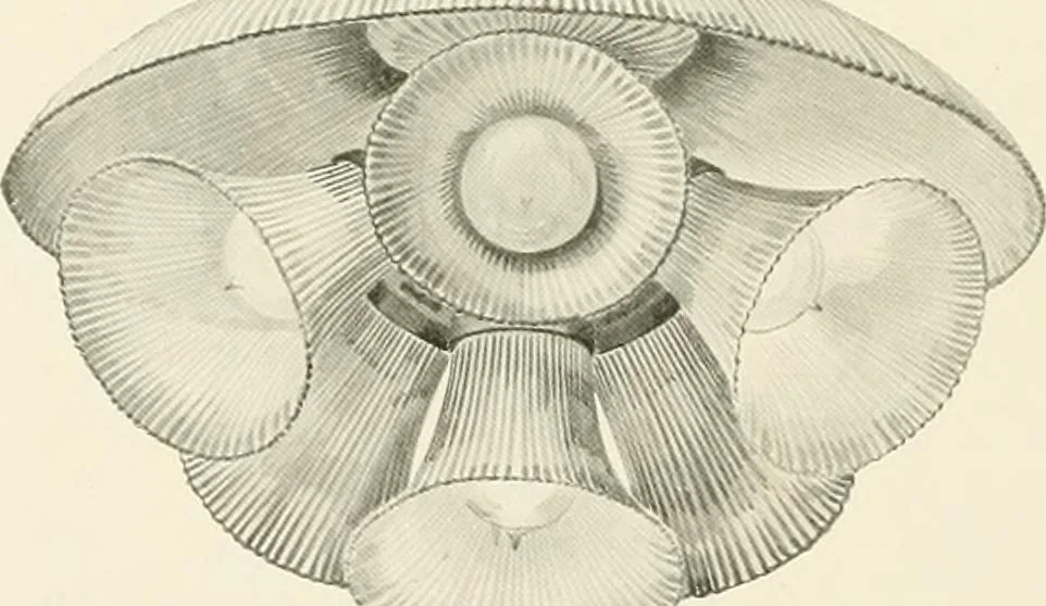 An illustration from Electric fixtures & glassware : F & G section, 13th ed., 1911, leaf 81