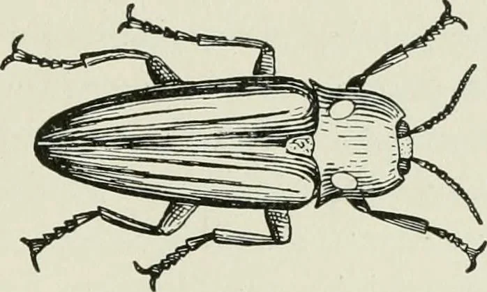 An illustration from Flame, electricity and the camera; man's progress from the first kindling of fire to the wireless telegraph and the photography of color, 1900, leaf 166