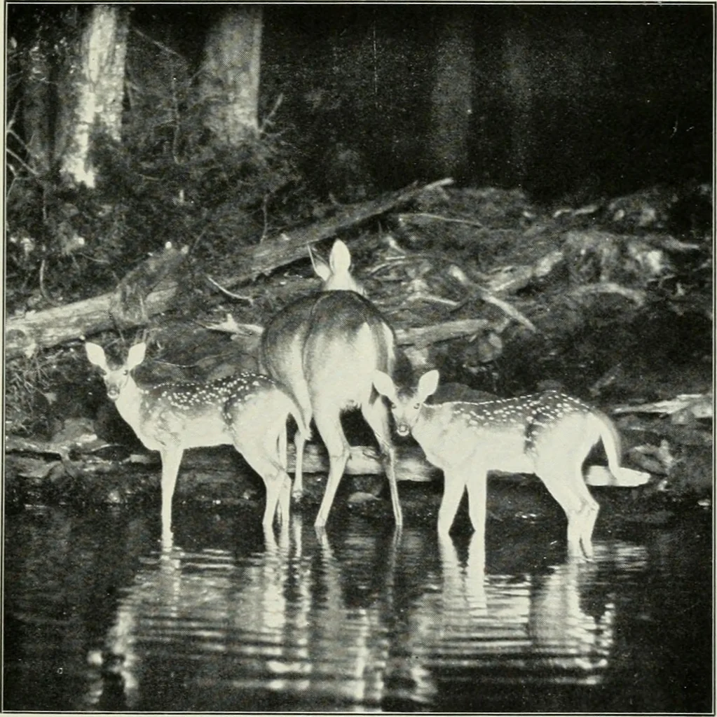 An illustration from Flame, electricity and the camera; man's progress from the first kindling of fire to the wireless telegraph and the photography of color, 1900, leaf 354