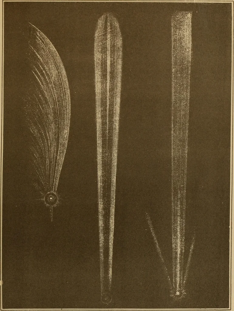 An illustration from Electro astronomical atlas ... with explanatory notes, questions and answers, 1874, leaf 117