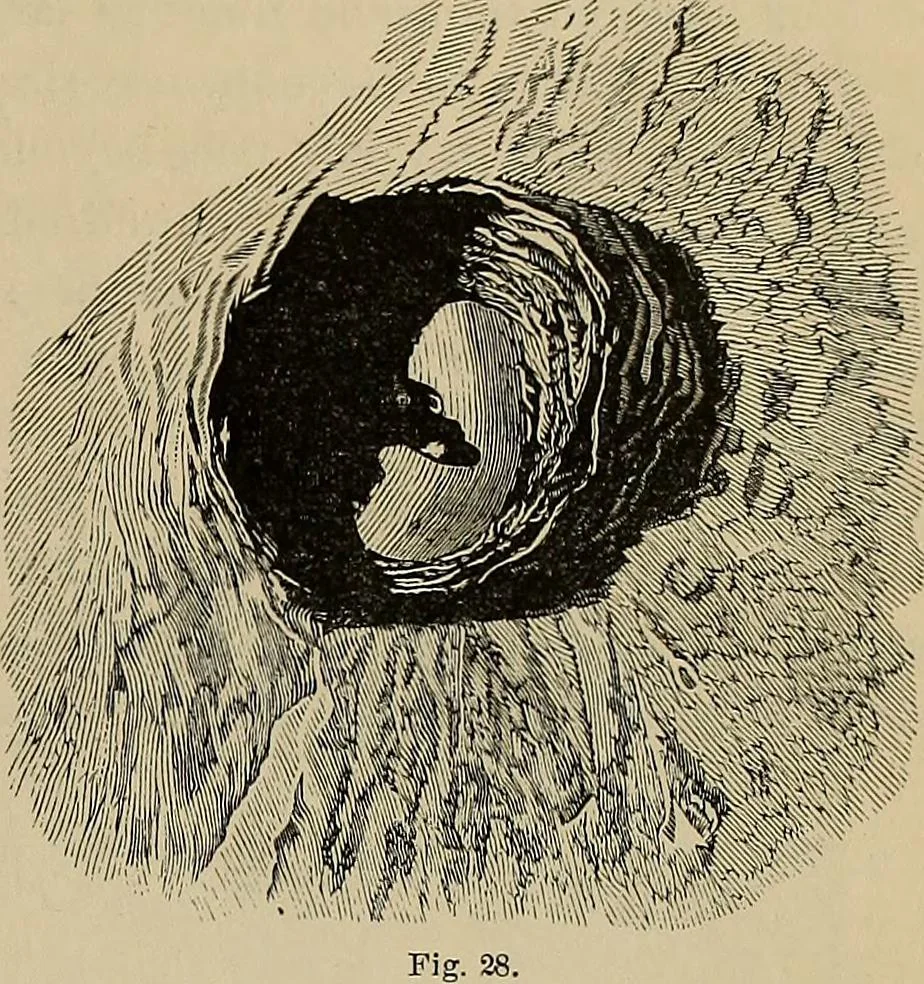 An illustration from Electro astronomical atlas ... with explanatory notes, questions and answers, 1874, leaf 79