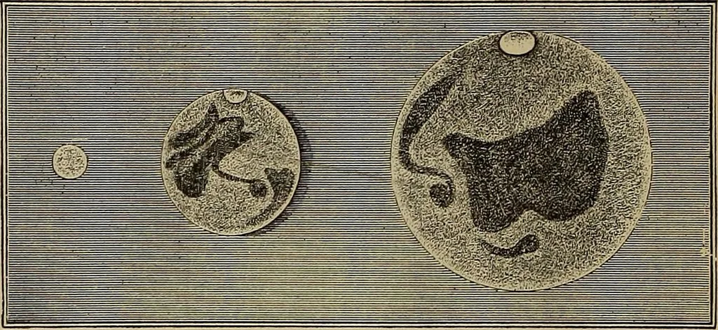 An illustration from Electro astronomical atlas ... with explanatory notes, questions and answers, 1874, leaf 88
