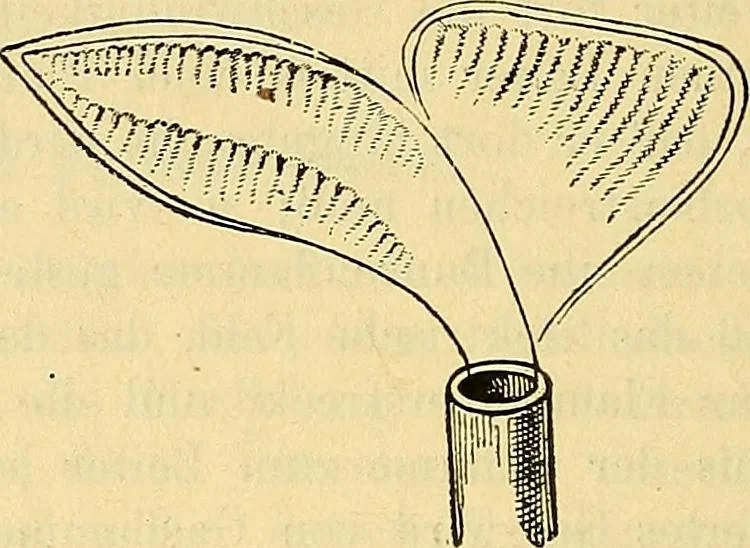 An illustration from Elektrizitäts-Durchgang in Gasen :, 1906, leaf 208