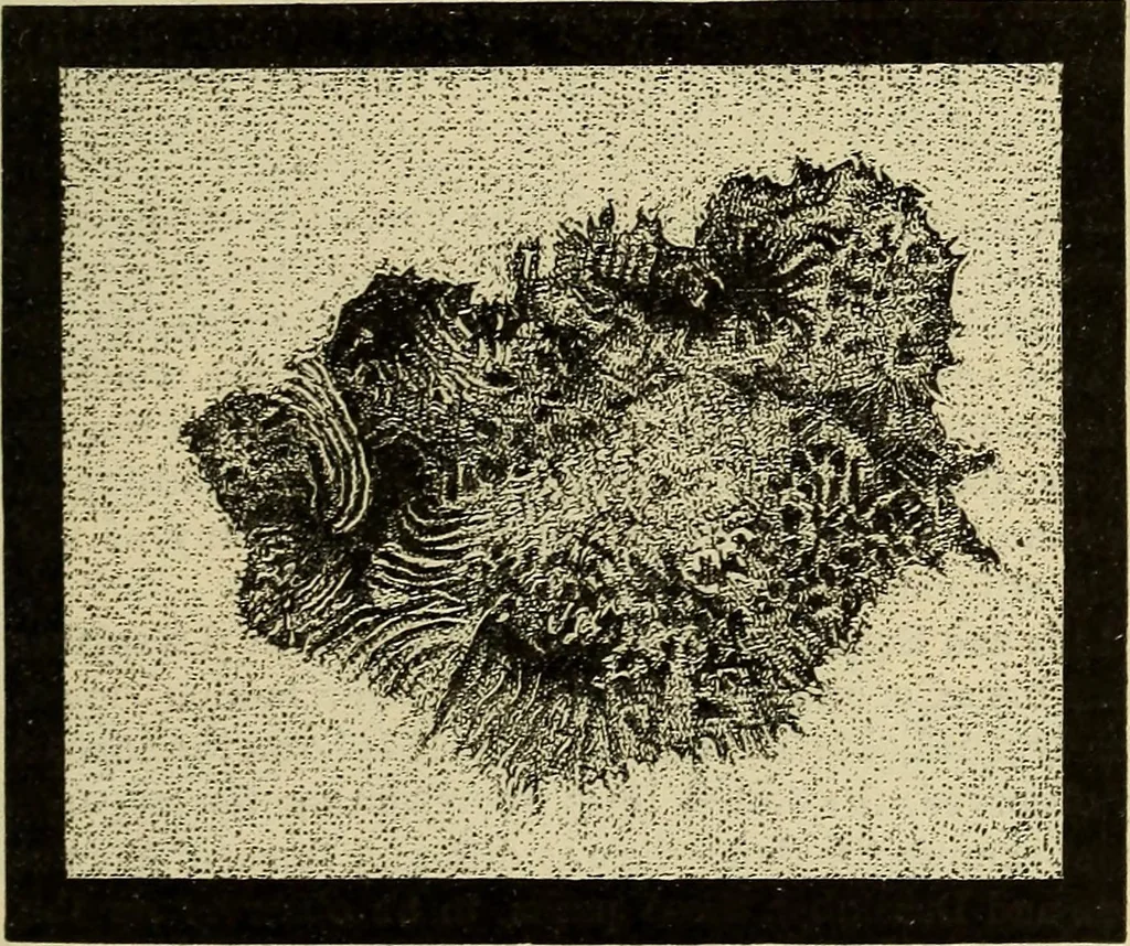 An illustration from Elementary astronomy; a beginner's text-book, 1899, leaf 306