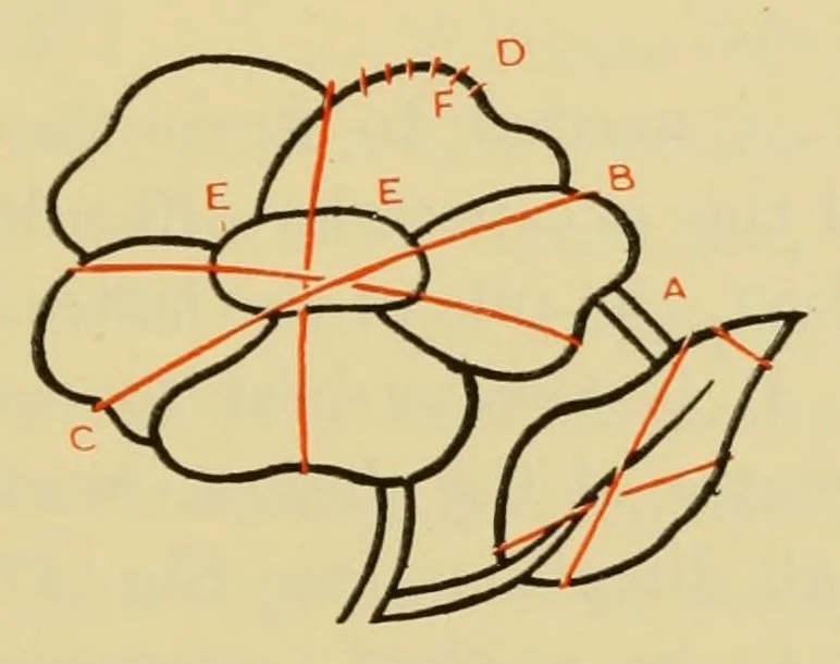 An illustration from Elementary embroidery, 1915, leaf 99