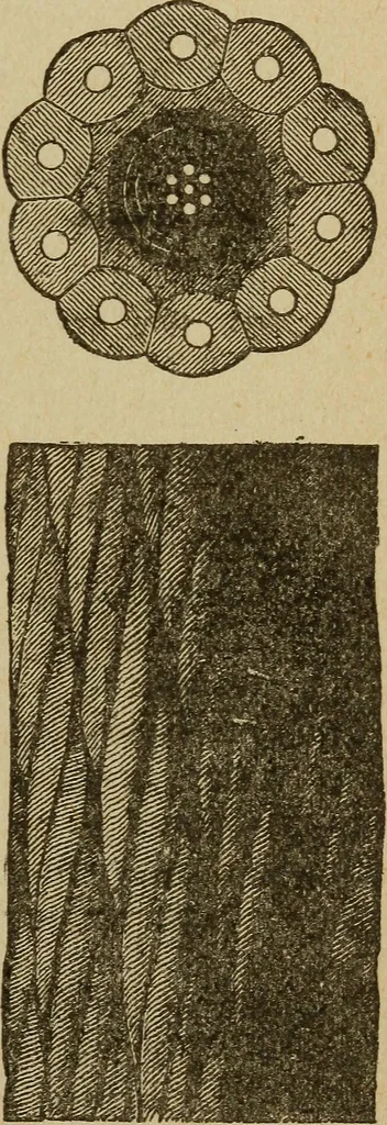 An illustration from Elementary lessons in electricity and magnetism, 1906, leaf 435