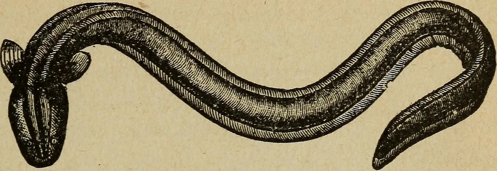 An illustration from Elementary lessons in electricity and magnetism, 1906, leaf 85