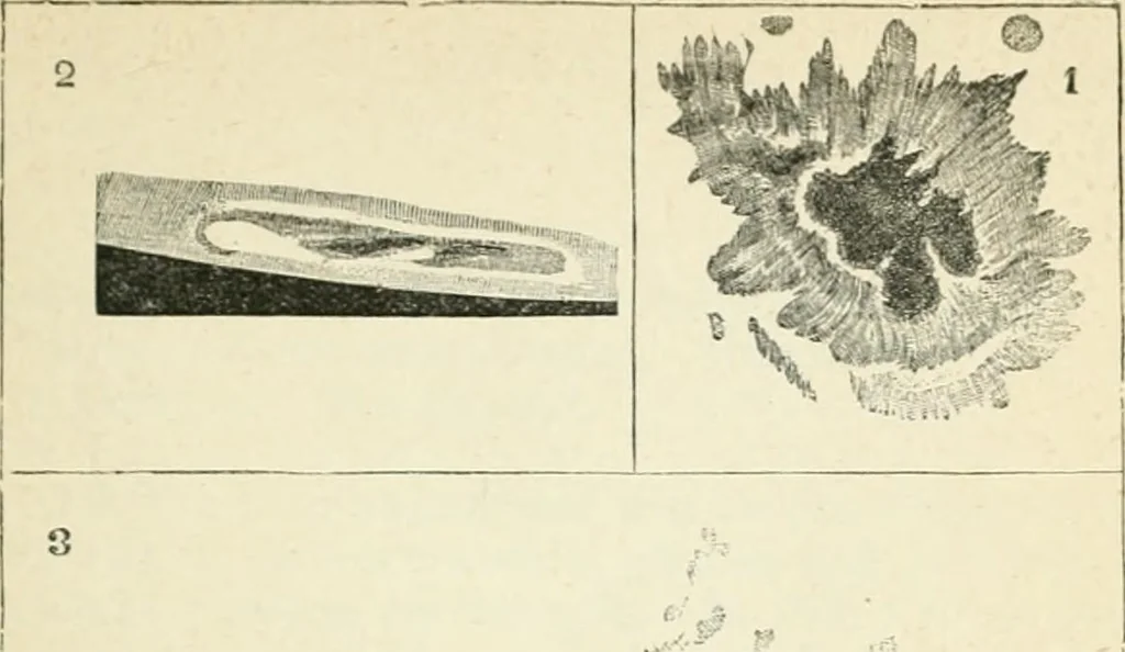 An illustration from Elementary lessons in astronomy, 1889, leaf 66