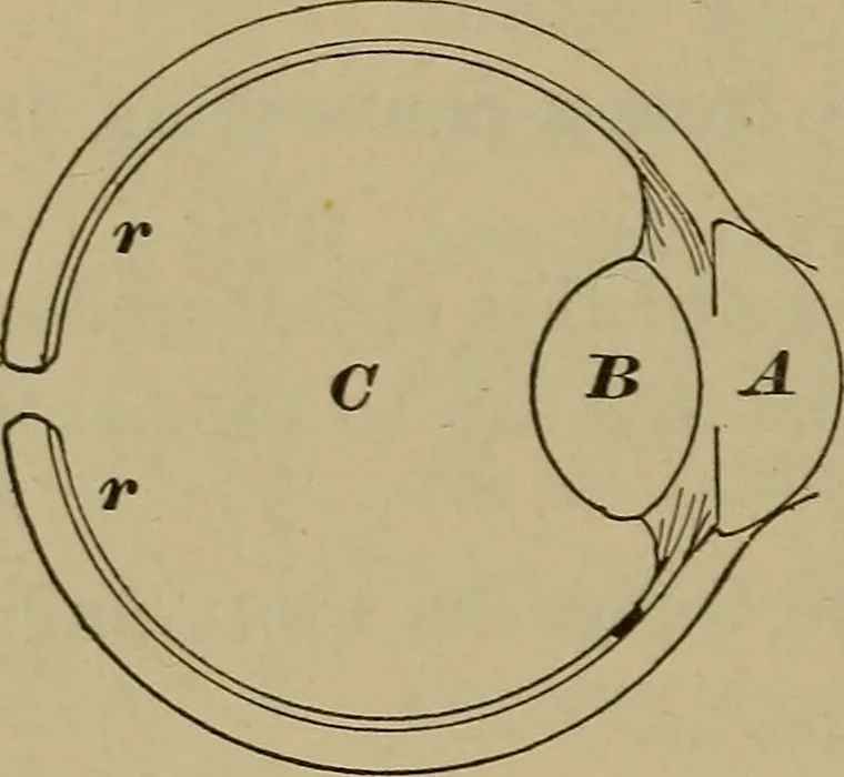 An illustration from Elementary lessons in physics;, 1900, leaf 165