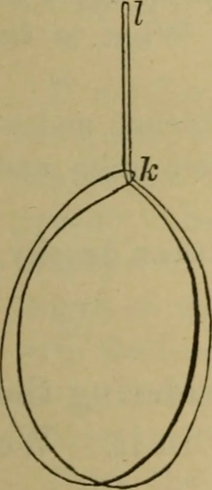 An illustration from Elementary lessons in physics;, 1900, leaf 34