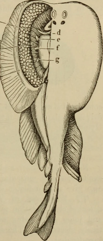 An illustration from Elementary lessons in electricity & magnetism, 1895, leaf 89