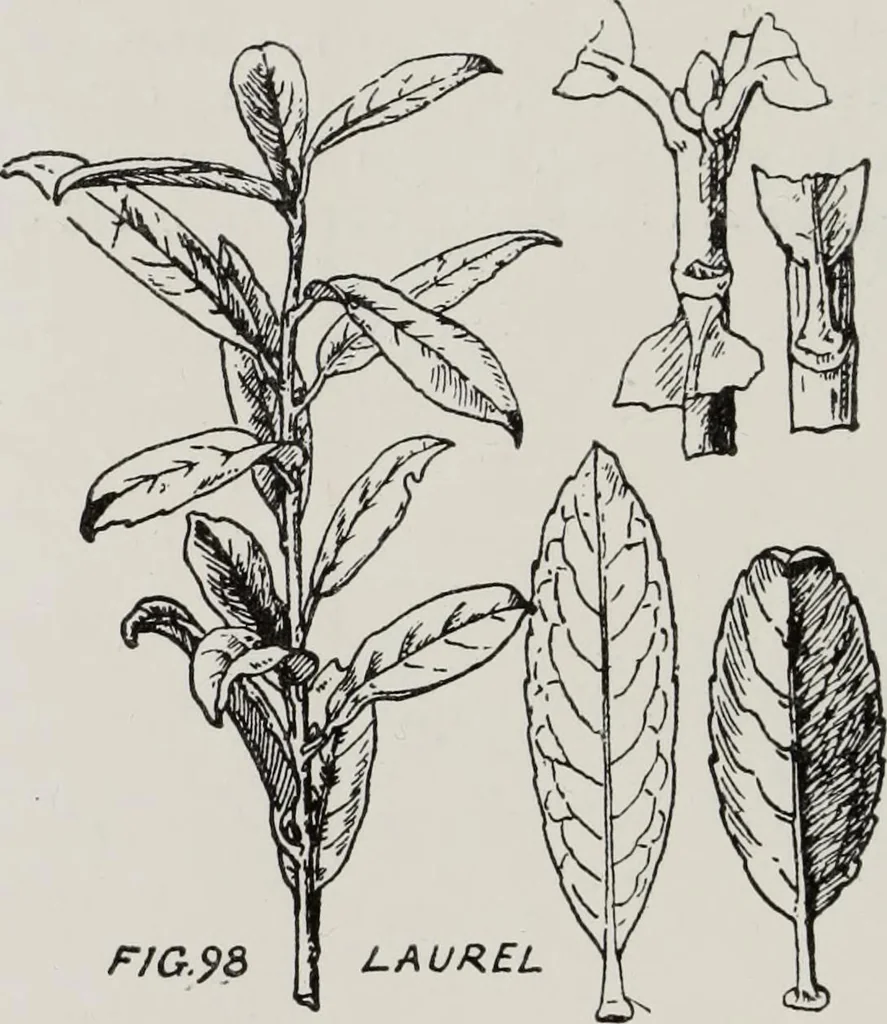 An illustration from Elementary principles of ornament, 1890, leaf 73