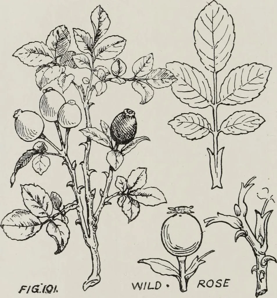 An illustration from Elementary principles of ornament, 1890, leaf 75
