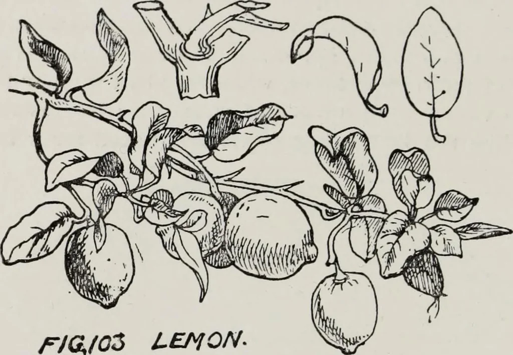 An illustration from Elementary principles of ornament, 1890, leaf 77