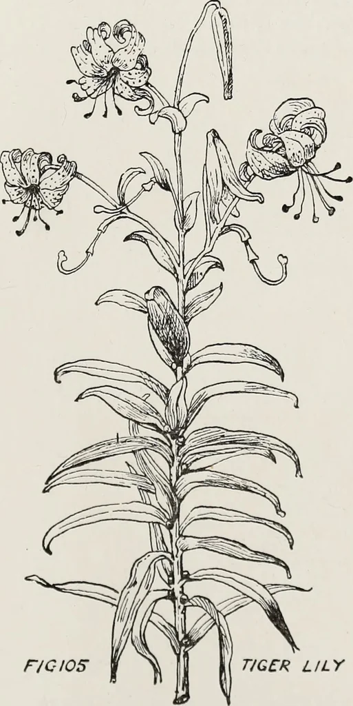 An illustration from Elementary principles of ornament, 1890, leaf 78