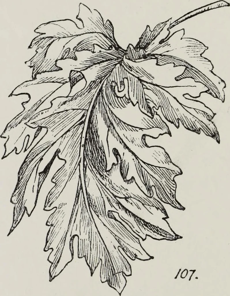 An illustration from Elementary principles of ornament, 1890, leaf 79