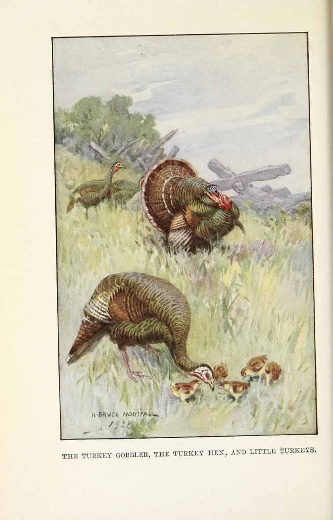 An illustration from Elementary Science by Grades Book Two: A Nature Study and Science Reader, 1928, leaf 108
