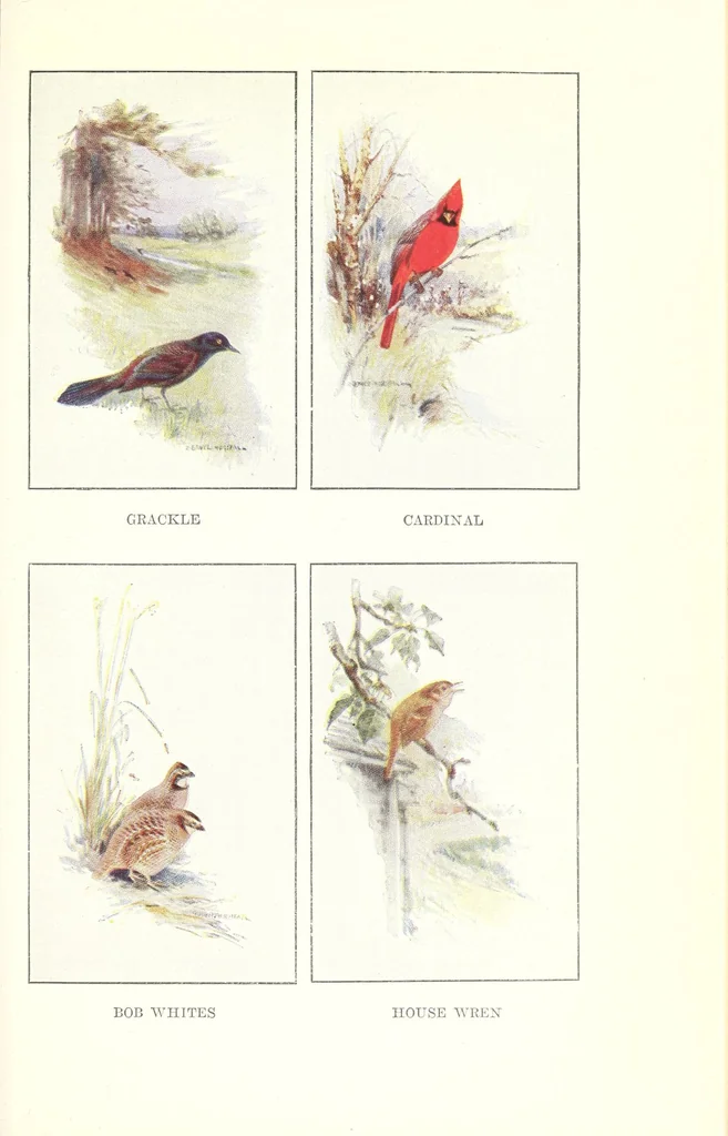 An illustration from Elementary Science by Grades Book Two: A Nature Study and Science Reader, 1928, leaf 147