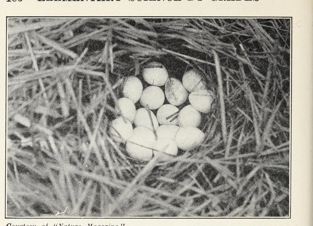 An illustration from Elementary Science by Grades Book Two: A Nature Study and Science Reader, 1928, leaf 208