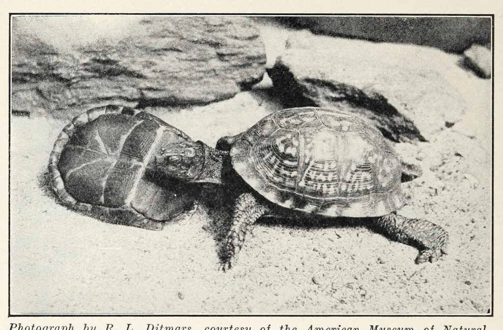 An illustration from Elementary Science by Grades Book Two: A Nature Study and Science Reader, 1928, leaf 246
