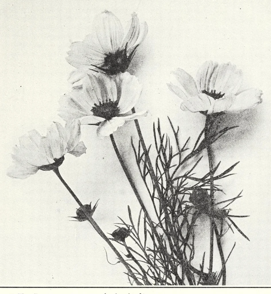 An illustration from Elementary Science by Grades Book Two: A Nature Study and Science Reader, 1928, leaf 55