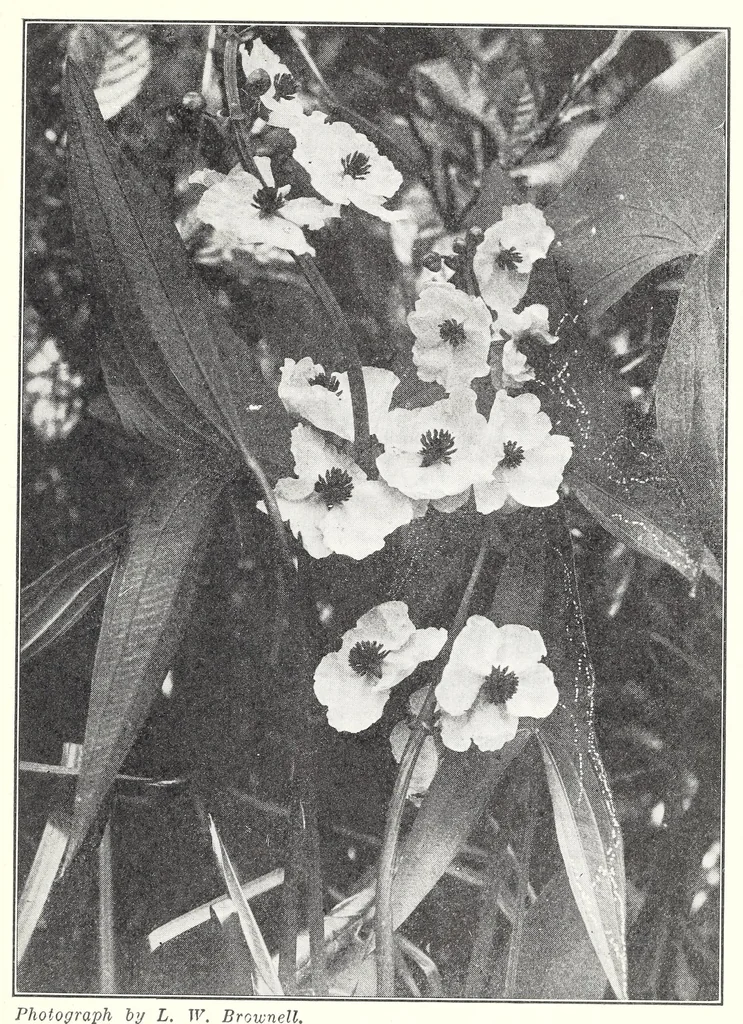 An illustration from Elementary Science by Grades Book Two: A Nature Study and Science Reader, 1928, leaf 71