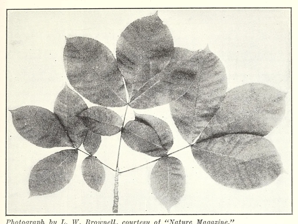 An illustration from Elementary Science by Grades Book Two: A Nature Study and Science Reader, 1928, leaf 87