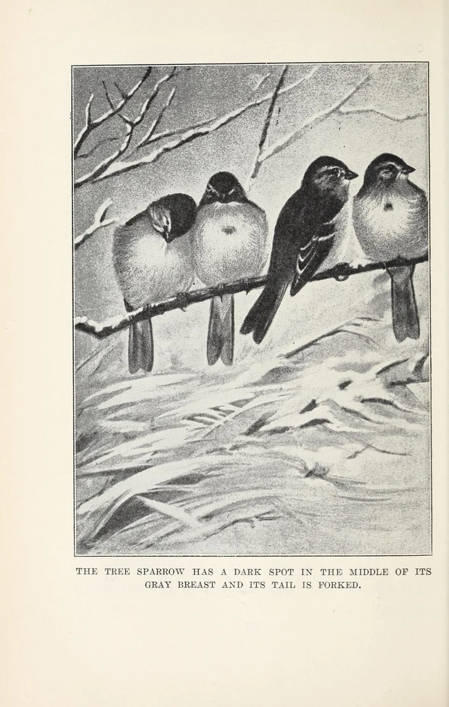 An illustration from Elementary Science by Grades Book Four: A Nature Study and Science Reader, 1929, leaf 114