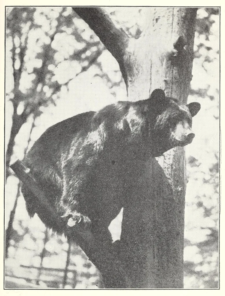 An illustration from Elementary Science by Grades Book Four: A Nature Study and Science Reader, 1929, leaf 137