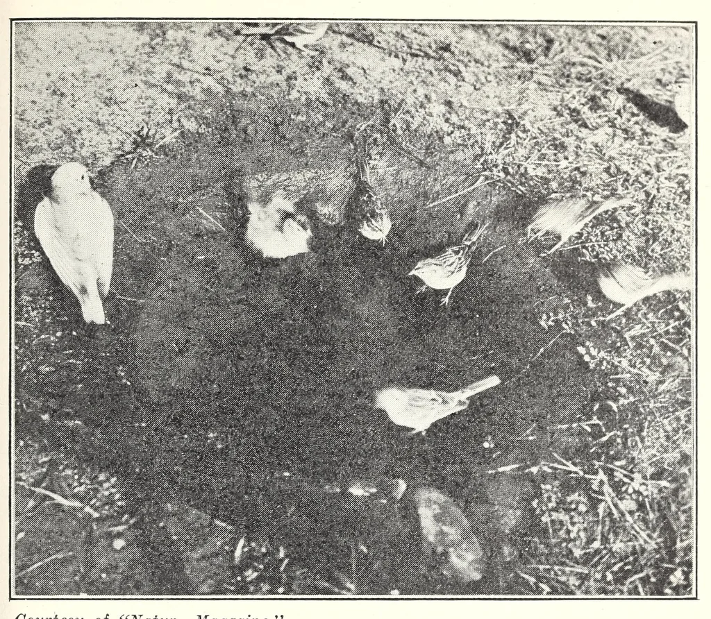 An illustration from Elementary Science by Grades Book Four: A Nature Study and Science Reader, 1929, leaf 221