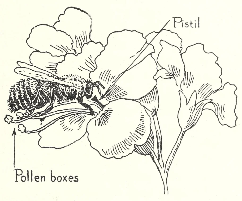 An illustration from Elementary Science by Grades Book Four: A Nature Study and Science Reader, 1929, leaf 261