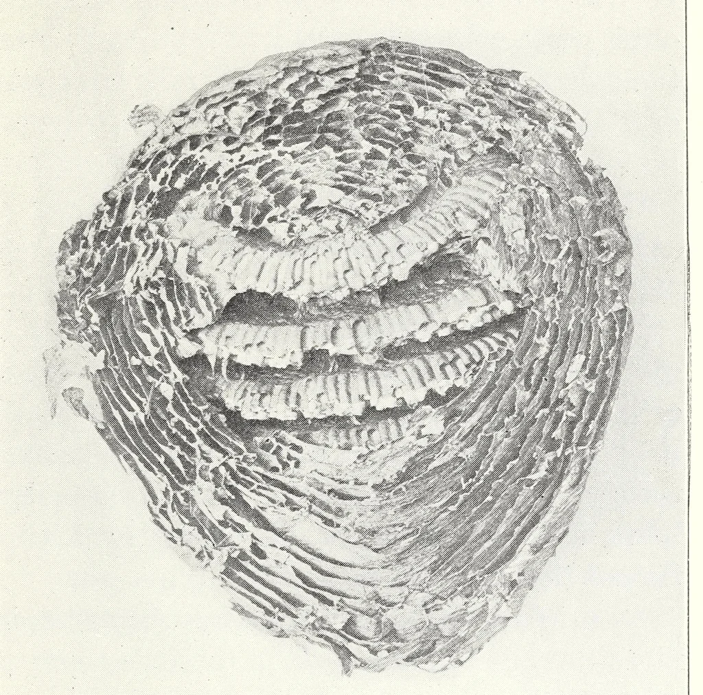 An illustration from Elementary Science by Grades Book Four: A Nature Study and Science Reader, 1929, leaf 41
