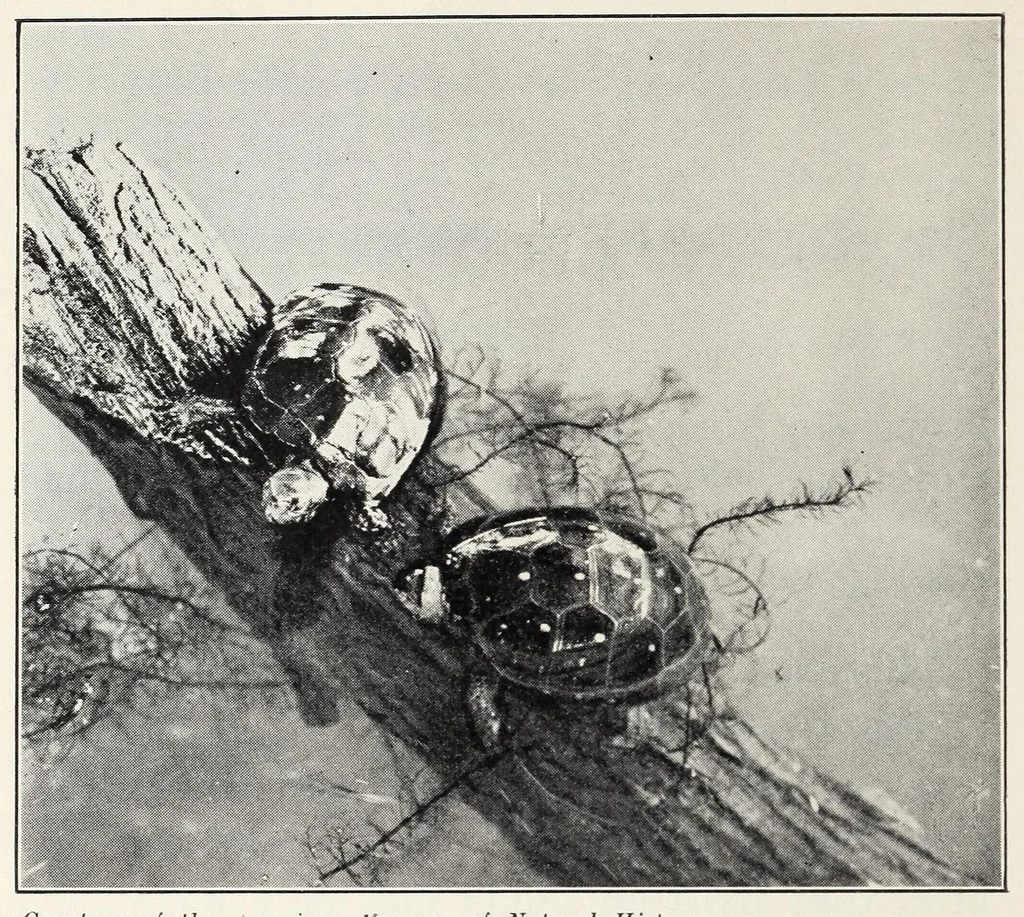 An illustration from Elementary Science by Grades Book Four: A Nature Study and Science Reader, 1929, leaf 66