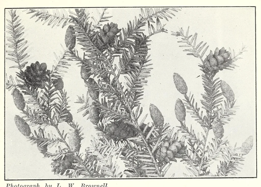 An illustration from Elementary Science by Grades Book Four: A Nature Study and Science Reader, 1929, leaf 87