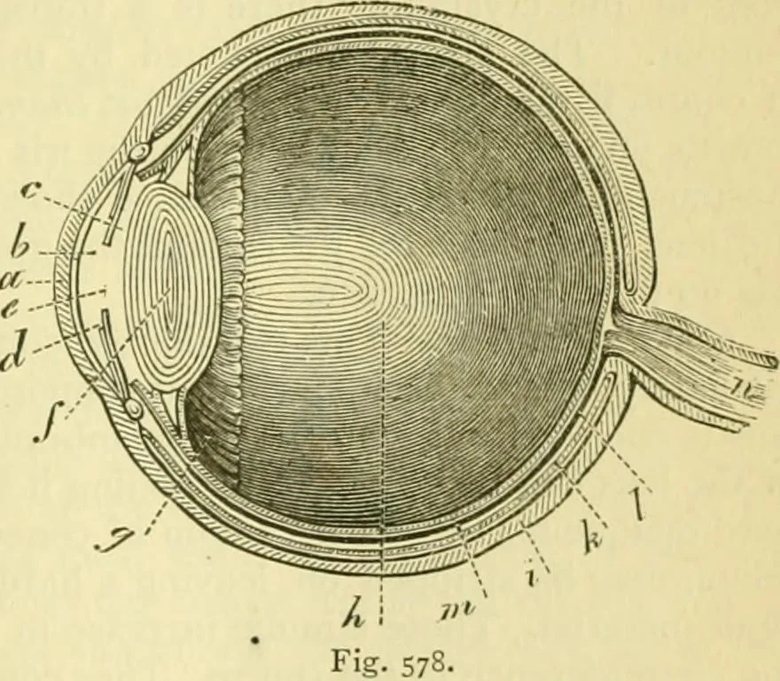 An illustration from Elementary treatise on physics experimental and applied for the use of colleges and schools, 1890, leaf 605