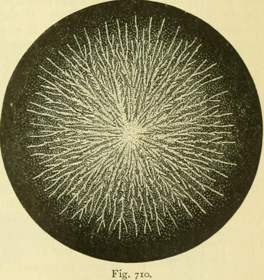 An illustration from Elementary treatise on physics experimental and applied for the use of colleges and schools, 1890, leaf 769