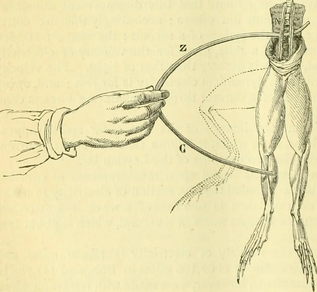 An illustration from Elementary treatise on physics experimental and applied for the use of colleges and schools, 1890, leaf 796