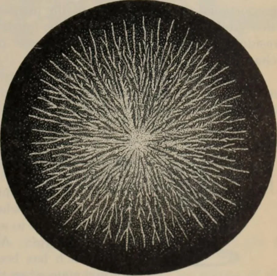 An illustration from Elementary treatise on physics, experimental and applied : for the use of colleges and schools, 1906, leaf 833
